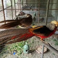 باغ پرندگان نورانی