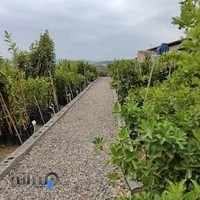 نهالستان مازند نهال