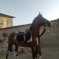 مجموعه سوارکاری گوزل