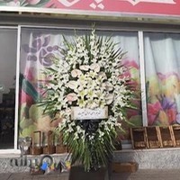 گل شقایق سمنان