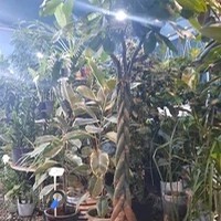 مجتمع گل و گیاه گلایسین