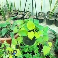 دیجی گلباران