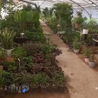 گلخانه کردستان