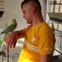 طوطی سرای افشین