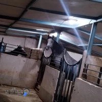 باشگاه سوارکاری جانان