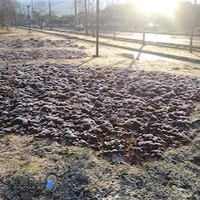 هنرستان هنر ماموستا هه ژار