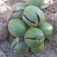 خشکبار سنندج