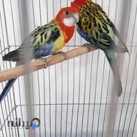 بورس پرندگان زینتی آمازون