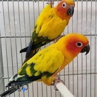 پرنده سرای بهاران