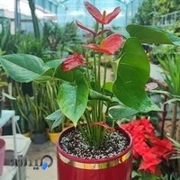 گلسرای نازگل