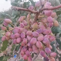 Hiva golden nuts co.