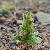 عطاری سلیمی