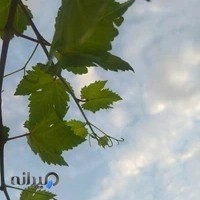 مهدکودک و پیش دبستانی ریحانه سرا