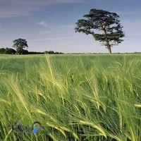 فروشكاه كشاورزي کالا