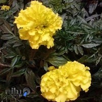 مجتمع تجاری رویال