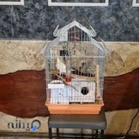 فست فود مزه