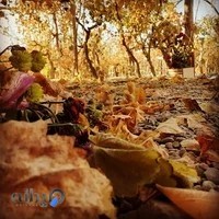 سفره خونه باغ پدری.