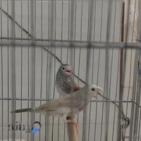 سالن گلدین فنچ ری