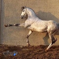 باشگاه سوارکاری نیله سوار