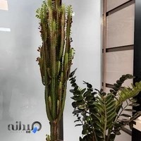 مرکز سونوگرافی مدآل (خانم دکتر دیدار شمالی)