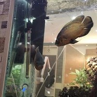 رادیولوژی دهان، فک و صورت دکتر فرزاد پورصفر