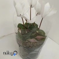 گل و گیاه ایران هلند