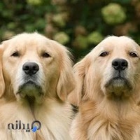 دامپزشکی در نازی آباد