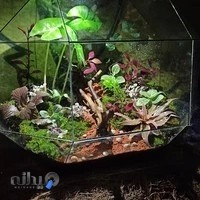 شرکت طبیعت مدرن