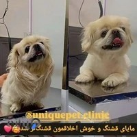 کلينيک دامپزشکی یونیک پت