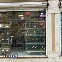 پرنده سراوپت شاپ پرطلایی