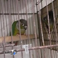 پرنده فروشی شهروند