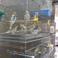 پرنده فروشی دنیای پرندگان