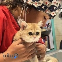 کلینیک دامپزشکی فلی وت