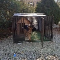 پانسیون سگ مرتضی شکری