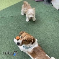 پانسیون سگ کوکولند