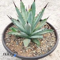 گلخانه کاکتوس میرزا