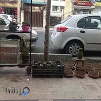 گلستان میلاد