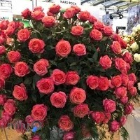 گل فروشی شهناز