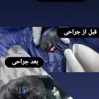 کلینیک دامپزشکی و پت شاپ حامی