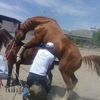 Pegasus Animal Reproduction