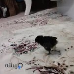 مرکز توانبخشی تاف