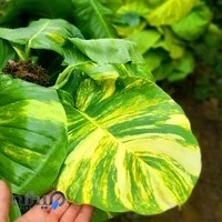 گلخانه گلنواز