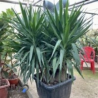 گلخانه ترنج