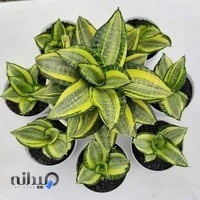 سرای گل کیان