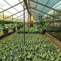 گلخانه بهشتی