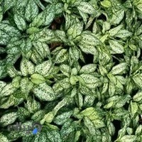 گلخانه کرمی(نوژین)