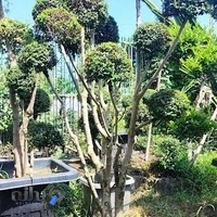 گل فروشی نشا گل