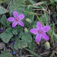 استودیو عکاسی رضا