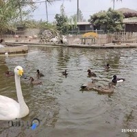 باغ پرندگان فریدونکنار