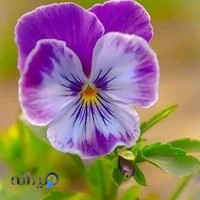 مشاور املاک یاس